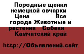 Породные щенки немецкой овчарки › Цена ­ 24 000 - Все города Животные и растения » Собаки   . Камчатский край